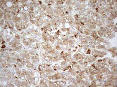 Immunohistochemistry-Paraffin: Granulin Antibody (OTI3H6) [NBP2-45915]