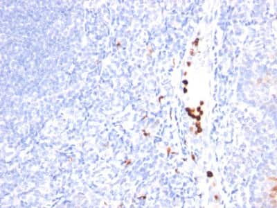 Immunohistochemistry-Paraffin: Granulocyte Marker Antibody (SPM250) [NBP2-32856]