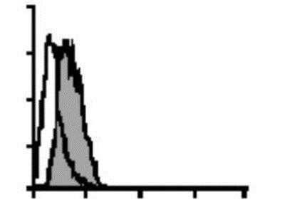 Flow Cytometry: Granzyme B Antibody (B18.1) - BSA Free [NBP1-97525]