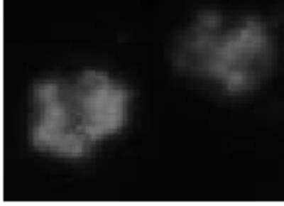 Immunocytochemistry/ Immunofluorescence: Granzyme B Antibody (B18.1) - BSA Free [NBP1-97525]