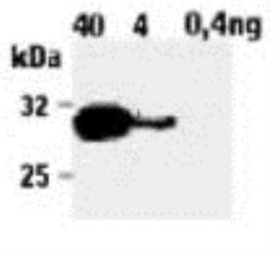 Western Blot: Granzyme B Antibody (B18.1)BSA Free [NBP1-97525]