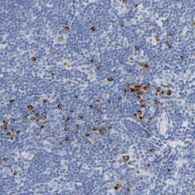 Immunohistochemistry-Paraffin: Granzyme B Antibody [NBP1-88151]