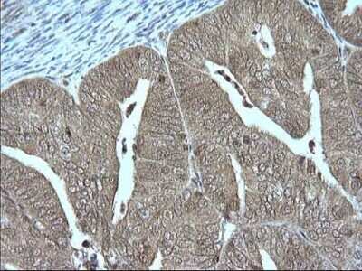 Immunohistochemistry: Granzyme B Antibody (OTI4E4) [NBP2-45732]