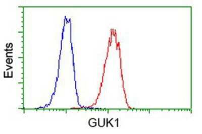 Flow Cytometry: Guanylate kinase Antibody (OTI4A8) [NBP2-00594]