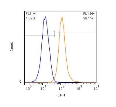 Flow (Intracellular): Guanylate kinase Antibody [NBP2-23758]