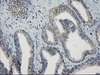 Immunohistochemistry: Guanylate kinase Antibody (OTI4A8) - Azide and BSA Free [NBP2-70869]
