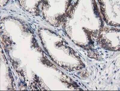 Immunohistochemistry: Guanylate kinase Antibody (OTI4A8) - Azide and BSA Free [NBP2-70869]