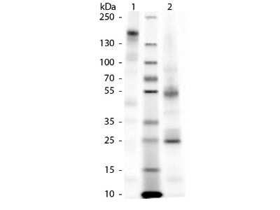 SDS-PAGE: Guinea Pig IgG Isotype Control [NBP1-97036]