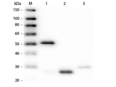 Western Blot: Guinea Pig anti-Rabbit IgG (H+L) Secondary Antibody (Pre-adsorbed) [NBP1-72763]