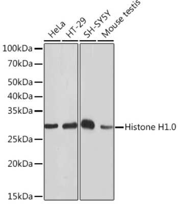 Western Blot: H1F0 Antibody (5E3Q8) [NBP3-16378]