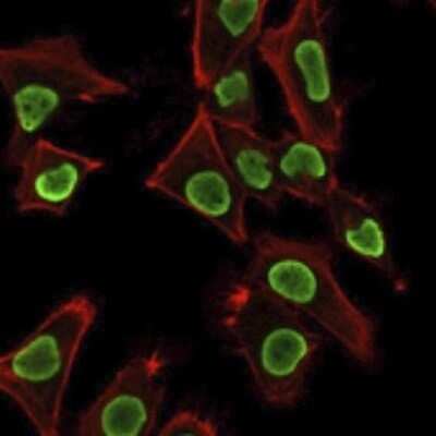 Immunocytochemistry/ Immunofluorescence: H1F0 Antibody (AE-4) [NBP3-07712]