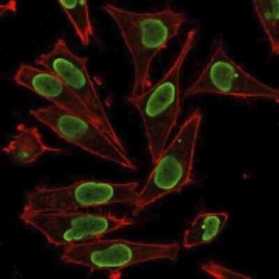 Immunocytochemistry/ Immunofluorescence: H1F0 Antibody - Azide and BSA Free [NBP3-08698]
