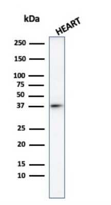 Western Blot: H1F0 AntibodyAzide and BSA Free [NBP3-08698]