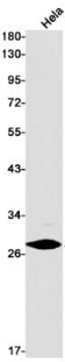 Western Blot: H1F0 Antibody (S03-8B3) [NBP3-19960]