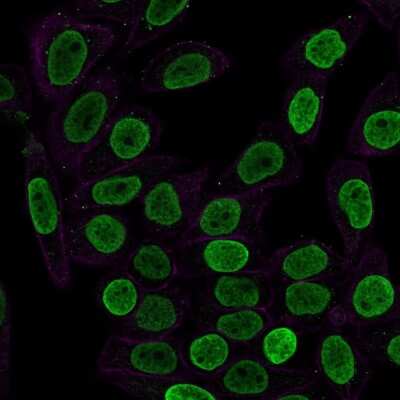 Immunocytochemistry/ Immunofluorescence: H1F0 Antibody (SPM256) - Azide and BSA Free [NBP3-11577]