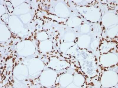 Immunohistochemistry-Paraffin: H1F0 Antibody (SPM256) - IHC-Prediluted [NBP2-48058]