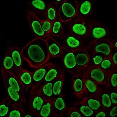 Immunocytochemistry/ Immunofluorescence: H1F0 Antibody (r1415-1) - Azide and BSA Free [NBP2-54303]