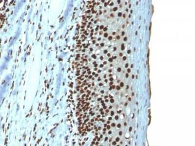 Immunohistochemistry-Paraffin: H1F0 Antibody (r1415-1) - Azide and BSA Free [NBP2-54303]