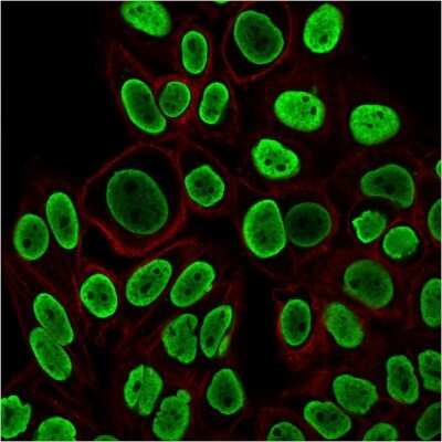 Immunocytochemistry/ Immunofluorescence: H1F0 Antibody (r1415-1) [NBP2-53143]