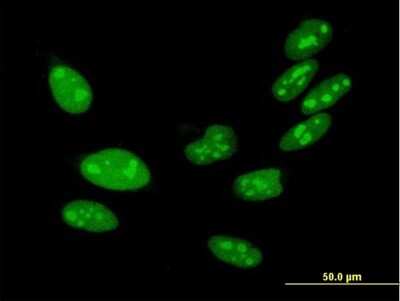 Immunocytochemistry/ Immunofluorescence: H1FX Antibody [H00008971-B01P]