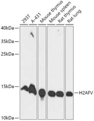 Western Blot: H2AFV AntibodyAzide and BSA Free [NBP3-04426]
