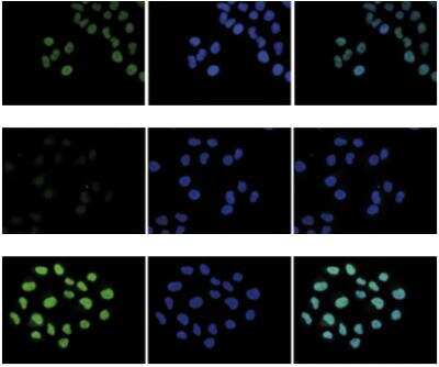 Immunofluorescence: Histone H2A.Z Antibody [NBP2-54618]