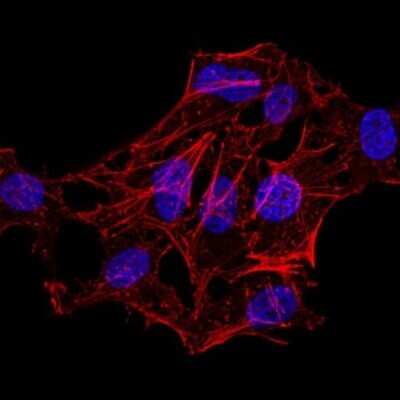 Immunocytochemistry/ Immunofluorescence: H4/n Antibody (3E7D9) - BSA Free [NBP2-52487]