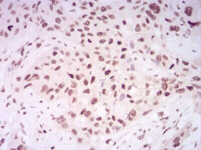 Immunohistochemistry: H4/n Antibody (3E7D9) - BSA Free [NBP2-52487]