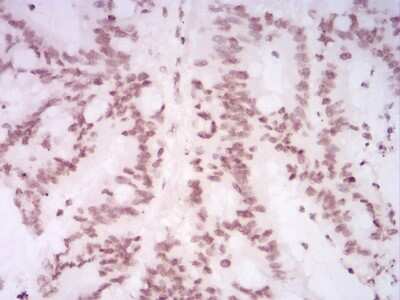 Immunohistochemistry: H4/n Antibody (3E7D9) - BSA Free [NBP2-52487]