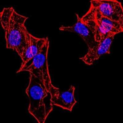 Immunocytochemistry/ Immunofluorescence: H4/n Antibody (3E7H2) - BSA Free [NBP2-52486]