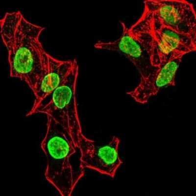 Immunocytochemistry/ Immunofluorescence: H4/n Antibody (3E7H2) - BSA Free [NBP2-52486]
