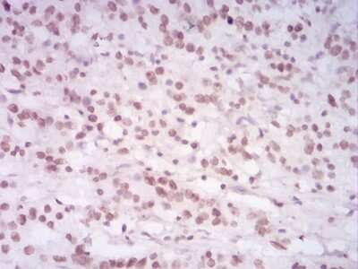 Immunohistochemistry-Paraffin: H4/n Antibody (3E7H2) - BSA Free [NBP2-52486]