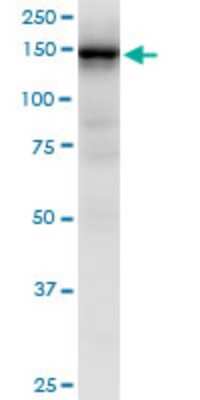 Western Blot: HA-1 Antibody (4H7) [H00023526-M06]