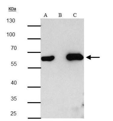 Western Blot: HA Tag Antibody (4810) [NBP2-43714]