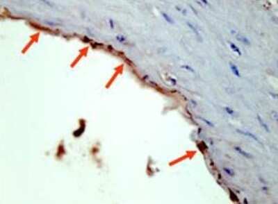Immunohistochemistry-Paraffin: HA Tag Antibody [NBP1-70006]