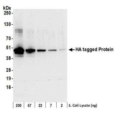 Western Blot: HA Tag AntibodyBSA Free [NB600-362]