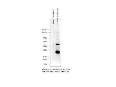 Western Blot: HA Tag Antibody (4810) [NBP2-43714]