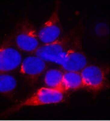Immunocytochemistry/ Immunofluorescence: HA Tag Antibody - BSA Free [NB600-362]