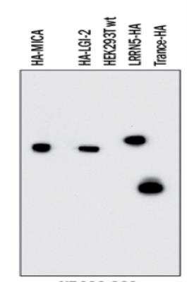 Western Blot: HA Tag AntibodyBSA Free [NB600-362]