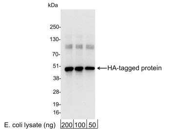 Western Blot: HA Tag Antibody [NB600-363]
