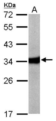 Western Blot: HAAO Antibody [NBP1-32330]