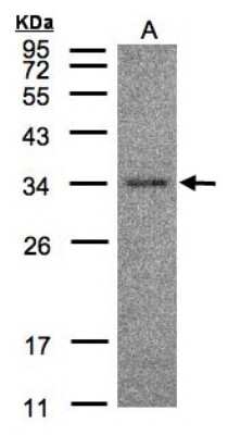 Western Blot: HAAO Antibody [NBP1-32330]