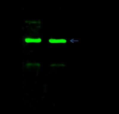 Immunoprecipitation: HABP1/C1QBP/GC1q R Antibody (106) [NBP2-90476]