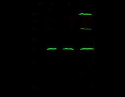Western Blot: HABP1/C1QBP/GC1q R Antibody (106) [NBP2-90476]
