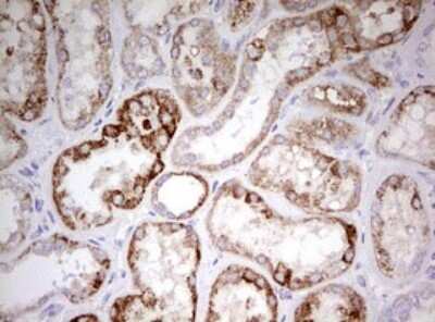Immunohistochemistry: HADH Antibody (OTI3D12) [NBP2-45931]