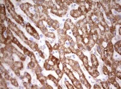 Immunohistochemistry: HADH Antibody (OTI3D12) [NBP2-45931]