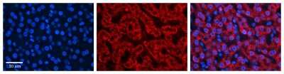 Immunohistochemistry: HADH Antibody [NBP1-54732]