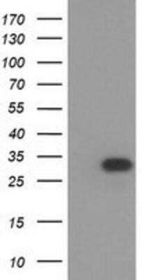 Flow Cytometry: HAGHL Antibody (OTI3H2) - Azide and BSA Free [NBP2-72283]