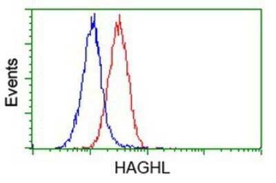 Flow Cytometry: HAGHL Antibody (OTI3H2) - Azide and BSA Free [NBP2-72283]