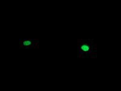 Immunocytochemistry/ Immunofluorescence: HAND1 Antibody (OTI1G10) [NBP2-00576]